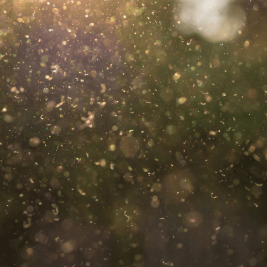 Increased Dust & Pollen