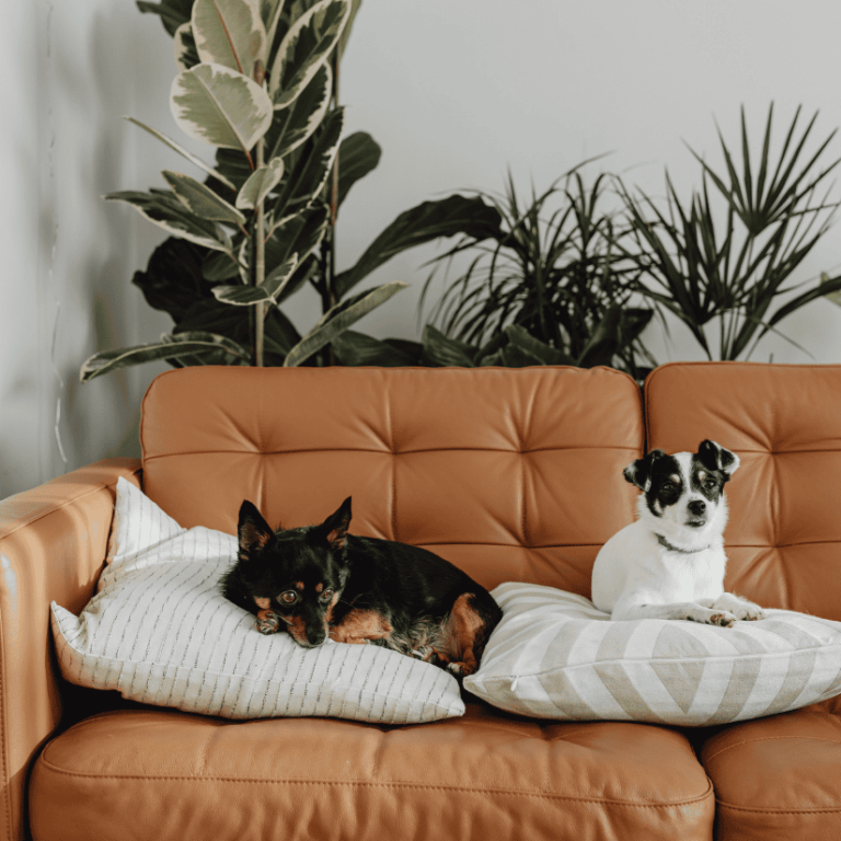 Pet Hair & Odor Removal